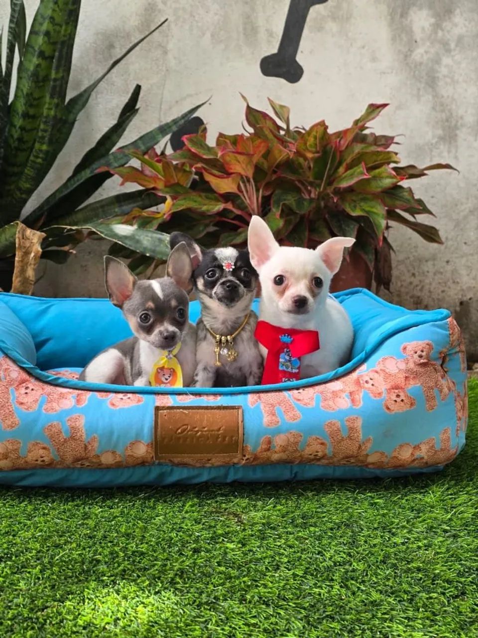 CHIUHAHUAS - 2 MACHOS E UMA FÊMEA