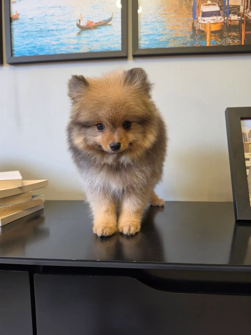 Spitz alemão anão macho - Foto 4