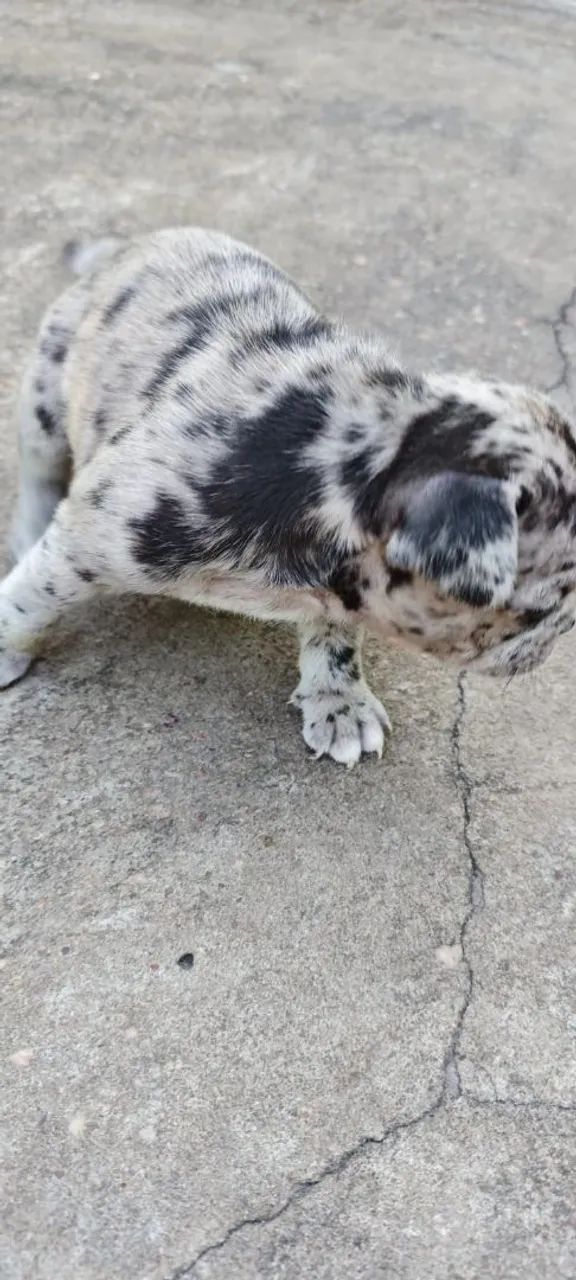 Buldogue francês disponível  - Foto 4