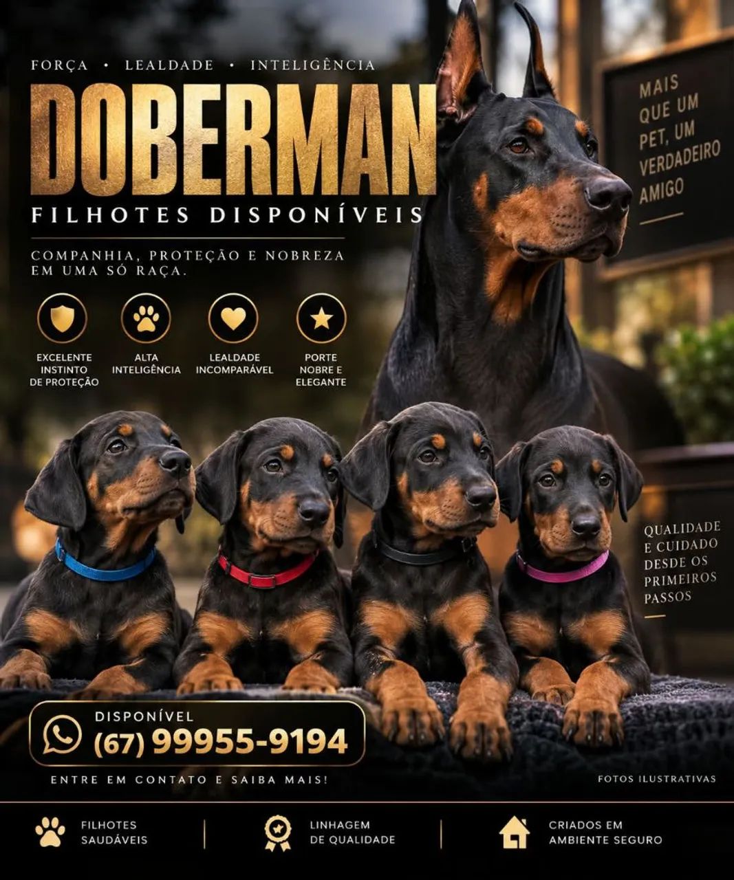Canil Doberman 