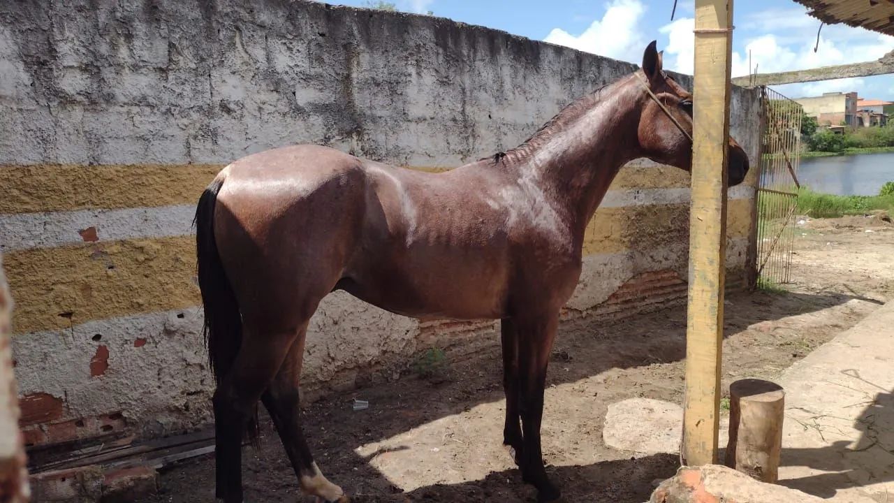 Cavalo manga larga  - Foto 2