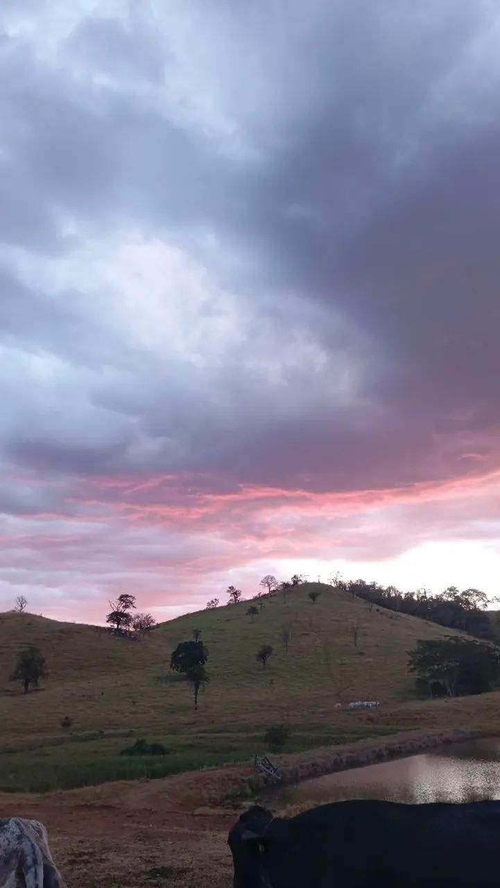 Vaqueiro 
