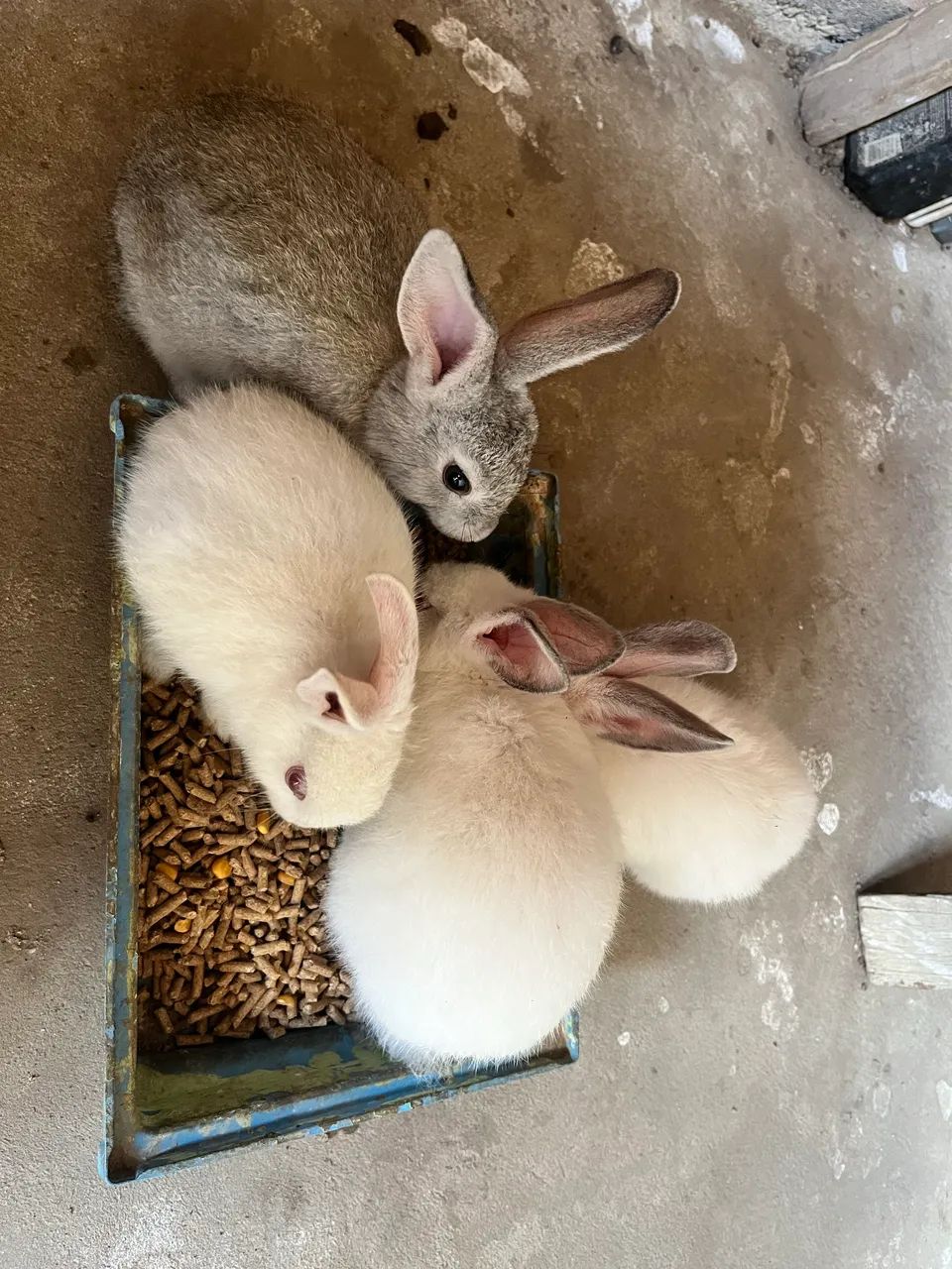 Coelhos Standard - Filhotes - Foto 3