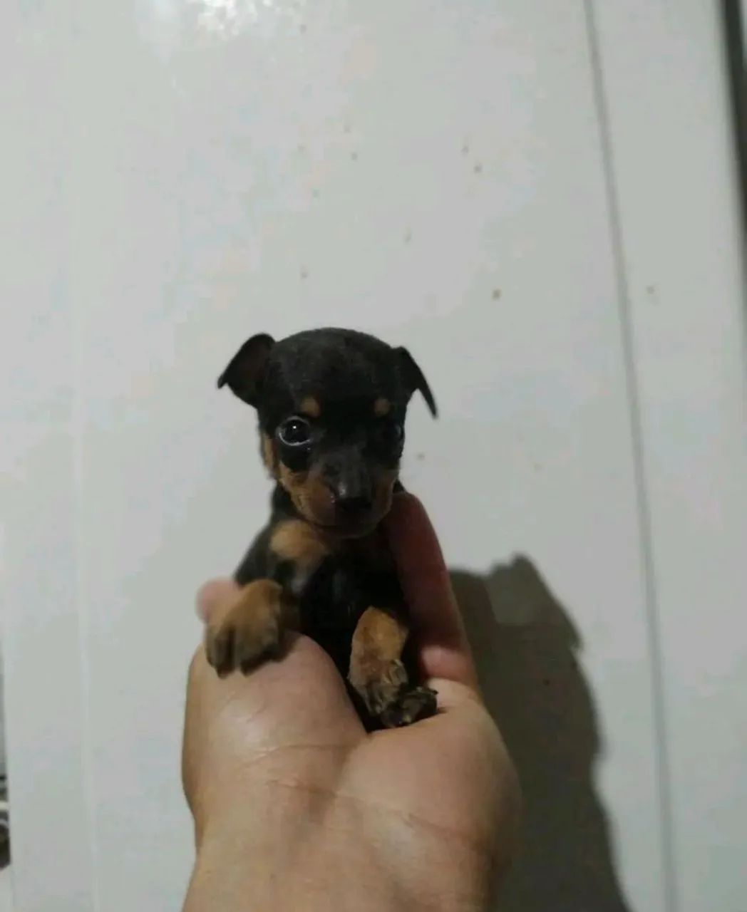 Miniatura pinscher 
