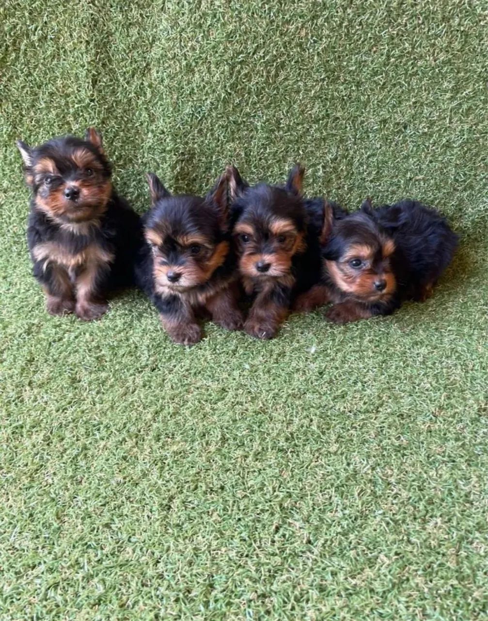 DOAÇÃO FILHOTES DE YORKSHIRE - FAVOR LIGAR - Foto 4