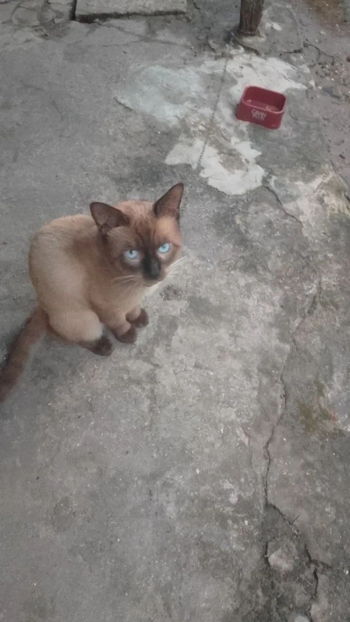 Quero doar esses 2 gatinhos - Foto 2