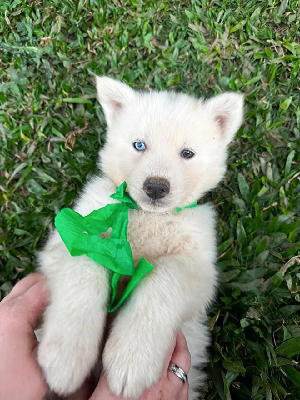 Bebês Husky  - Foto 2