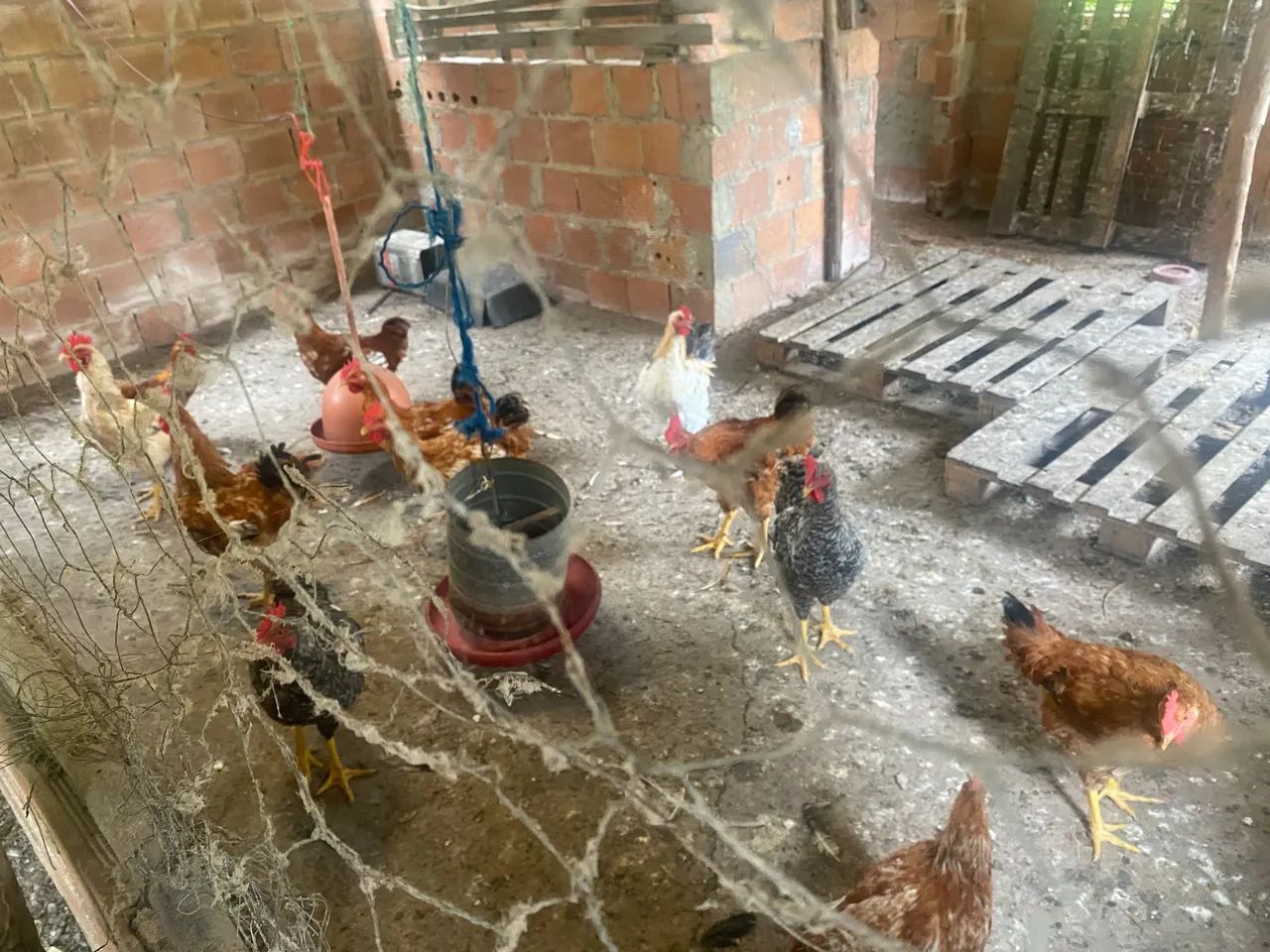 Vendo frangos caipira