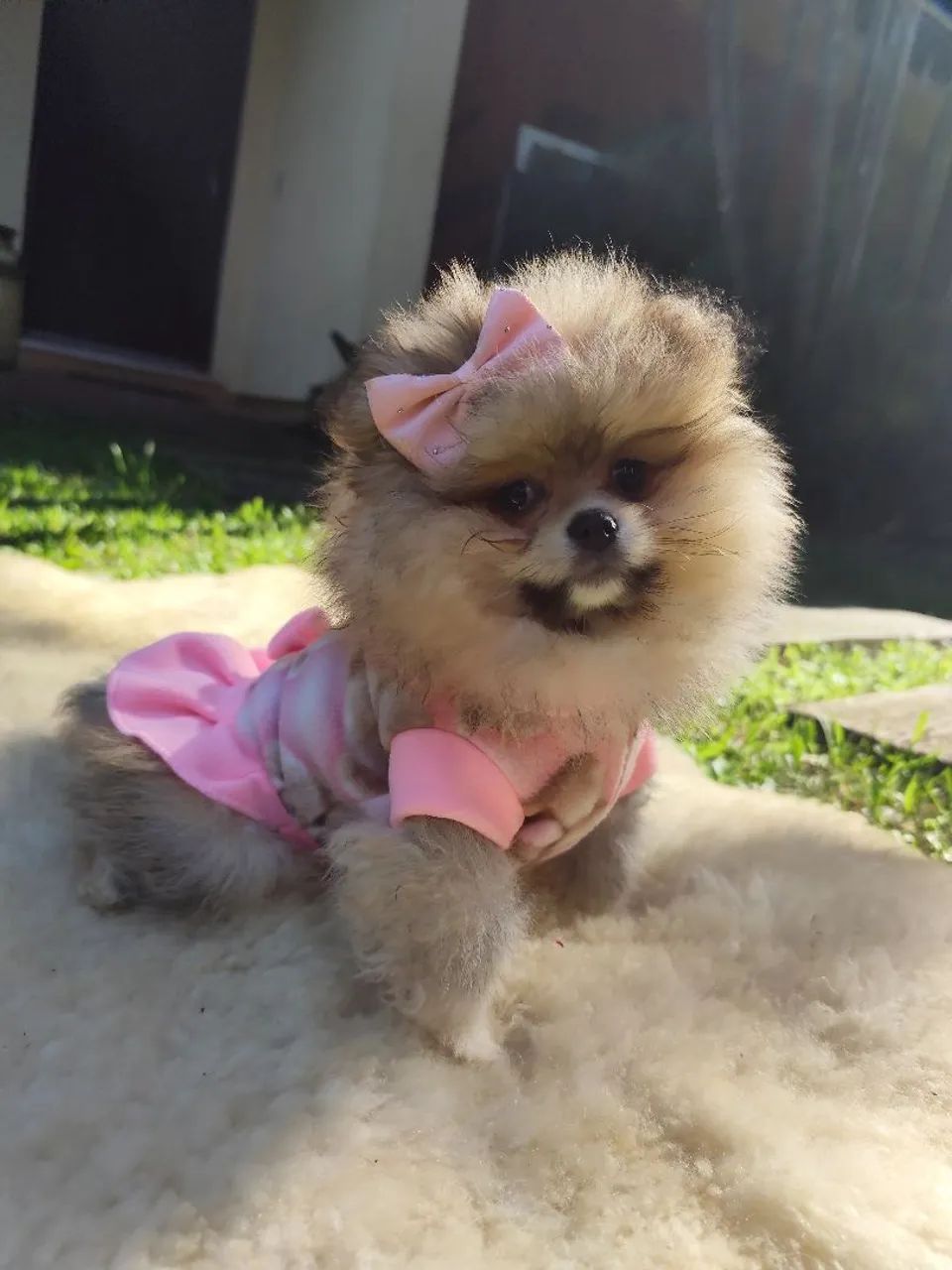 Lulu da Pomerânia fêmea 