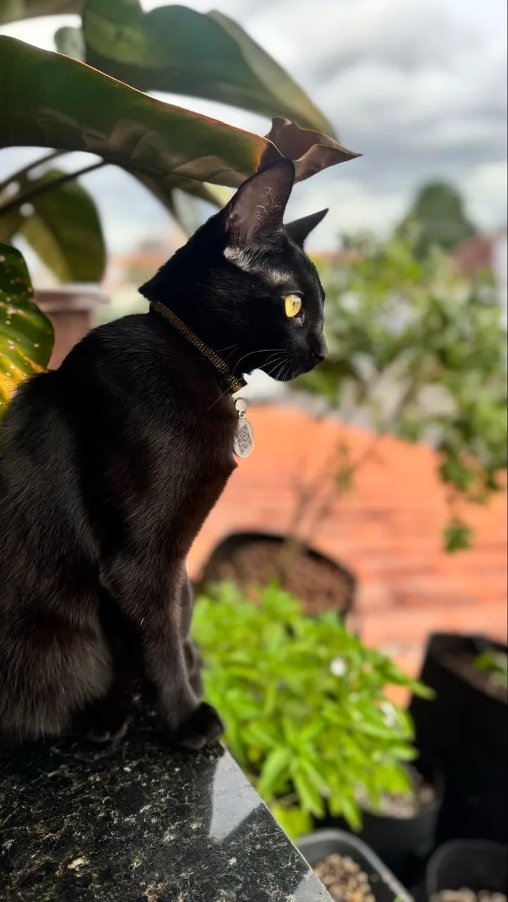 Gatinha para adoção responsável - castrada 1 ano de idade