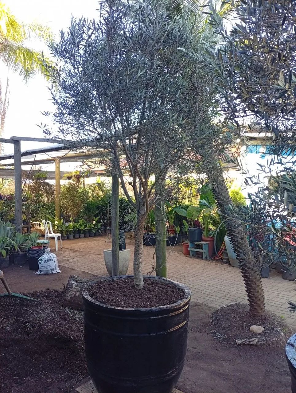 Vaso de Oliveira grande  - Foto 2