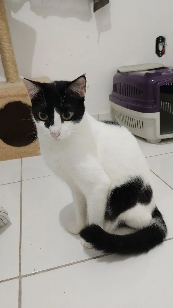 Gatos para adoção  - Foto 2