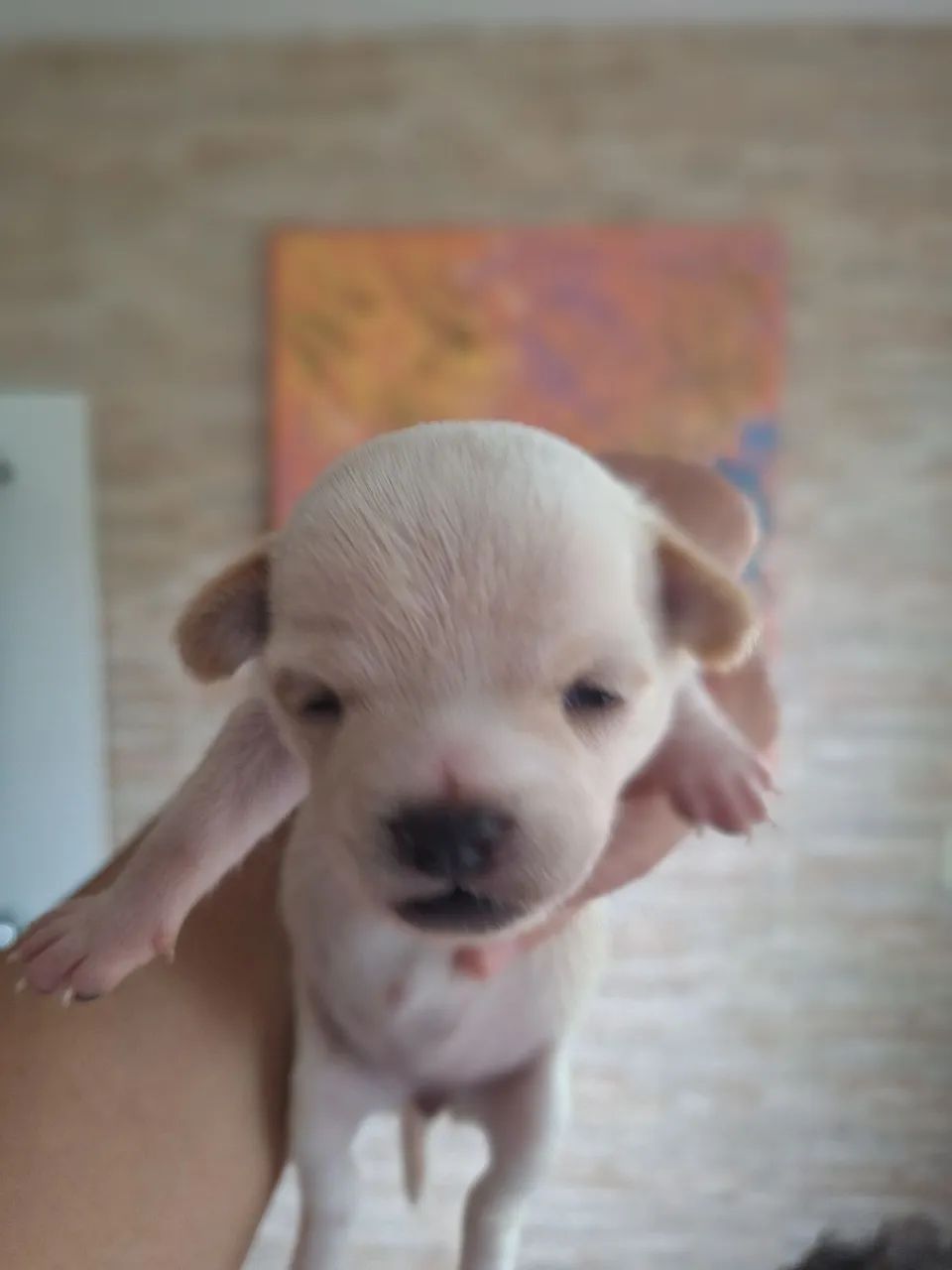 Pet. - Foto 2