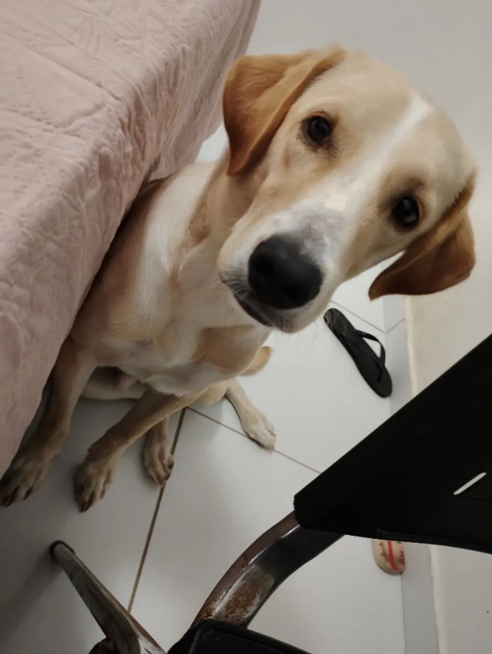 Doação de cachorro macho super dócil  - Foto 3