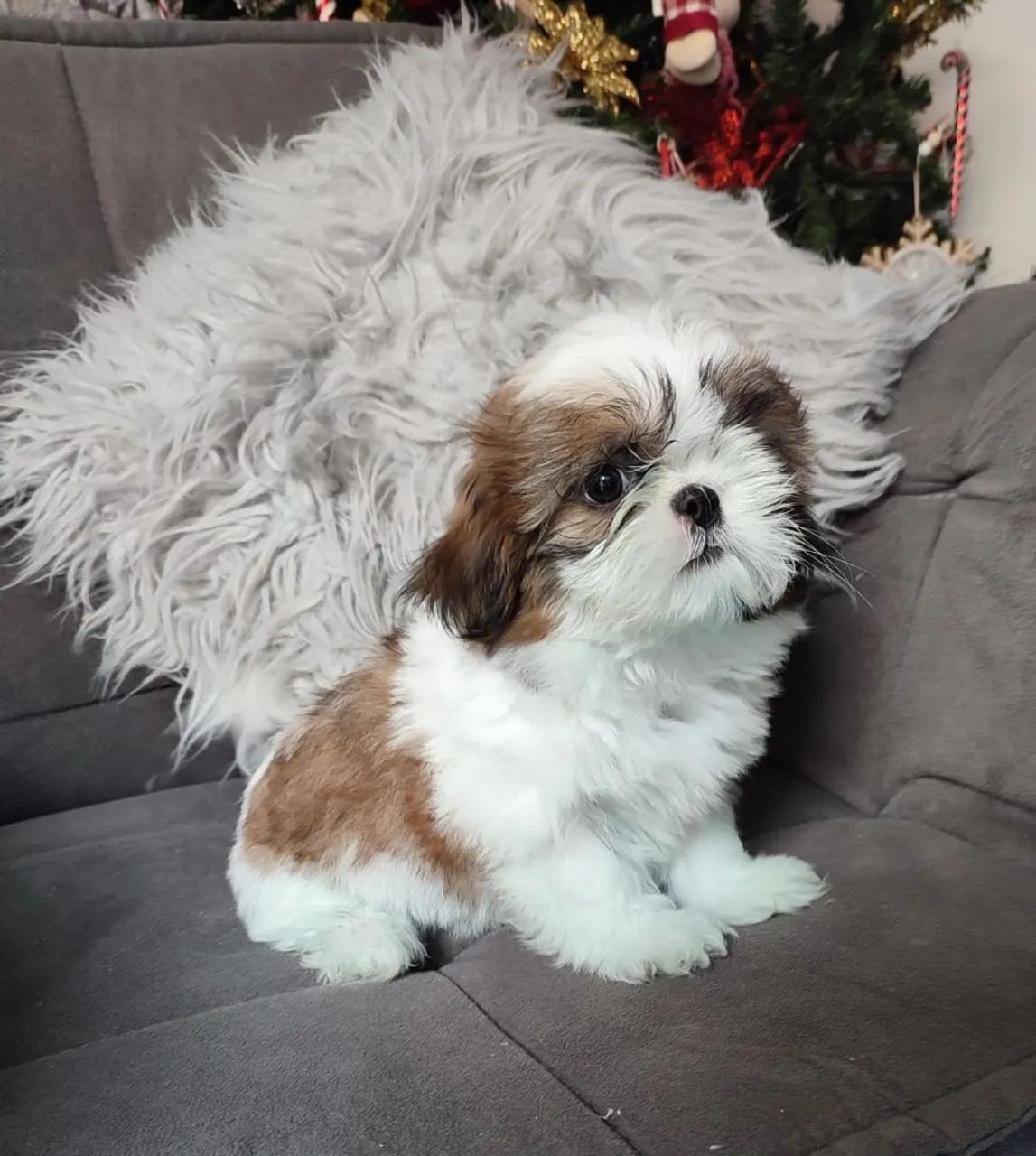 Filhotes de shihtzu - Foto 4