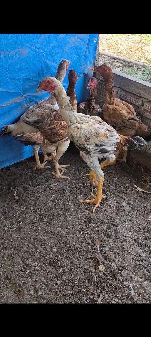 Frangas e frangos índio gigante  - Foto 2
