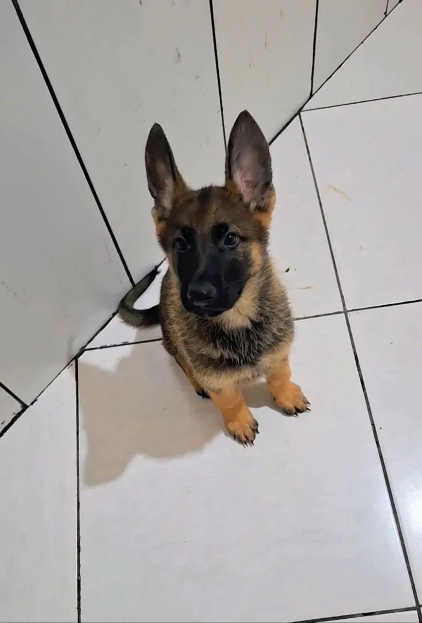 Pastor Alemão - Foto 4