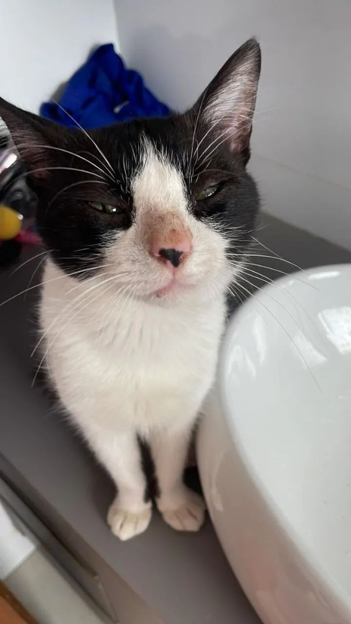 Gato macho