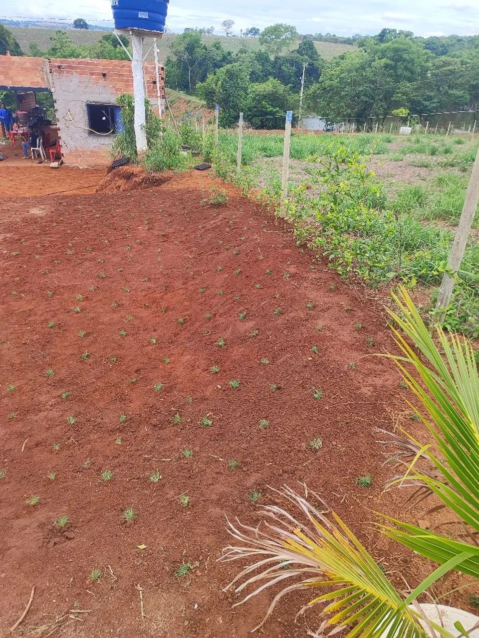 $7 .Plantamos Gramas batatas bermuda  - Foto 3