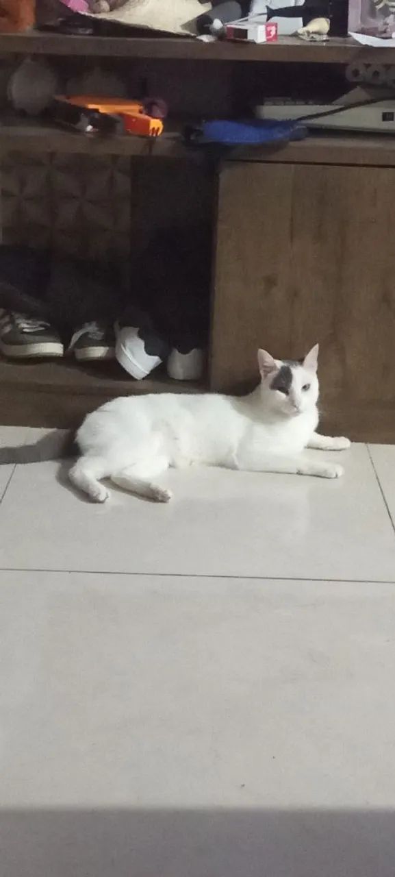 Adoção responsável 