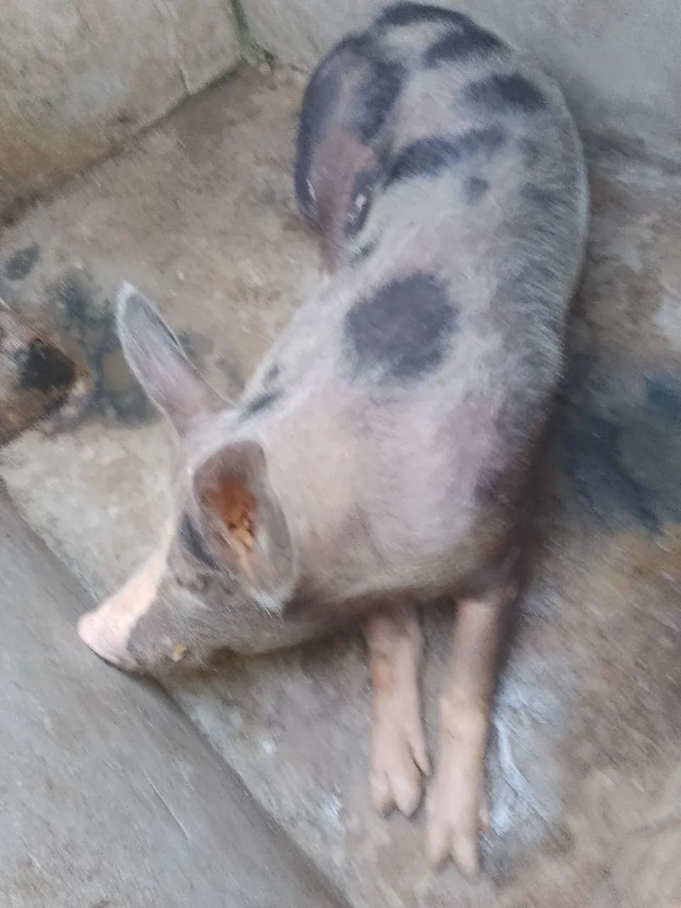 Porco - Foto 4