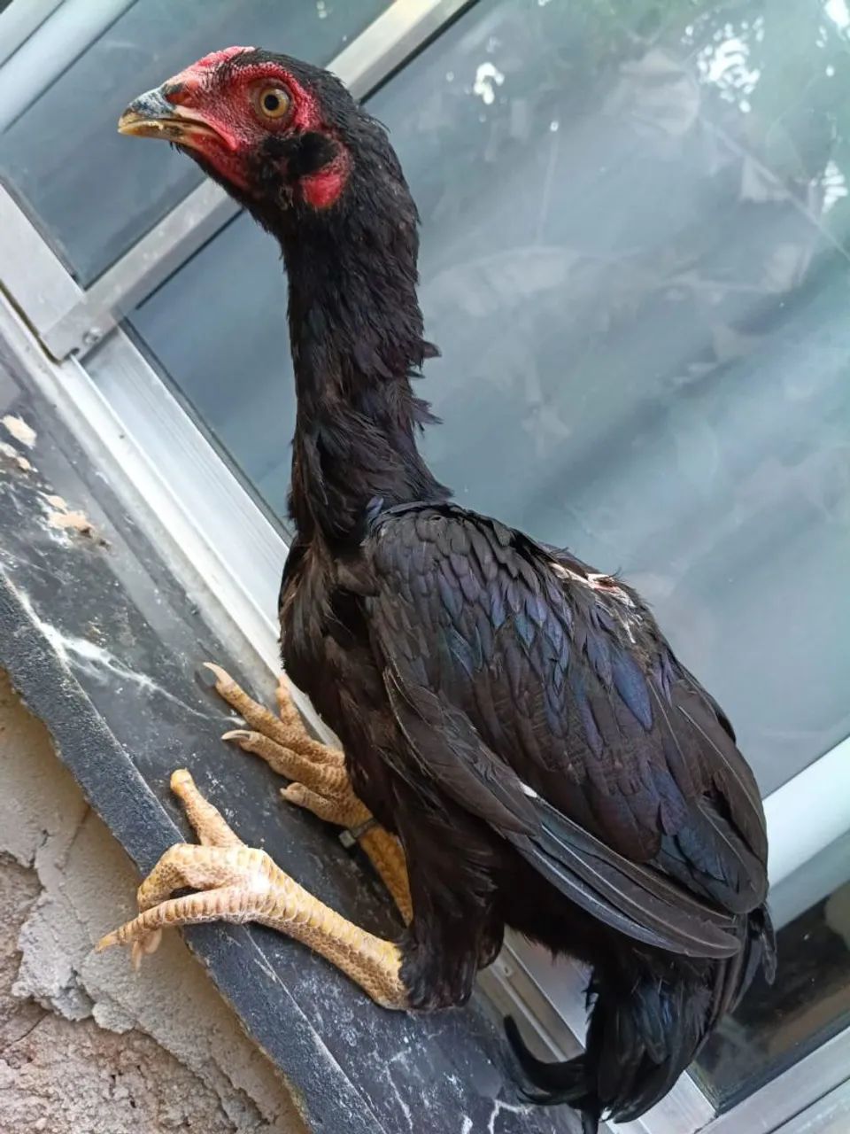 Frangos mura