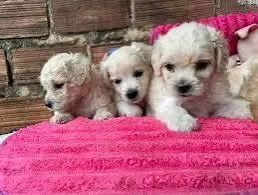 Filhotes poodle - Foto 2