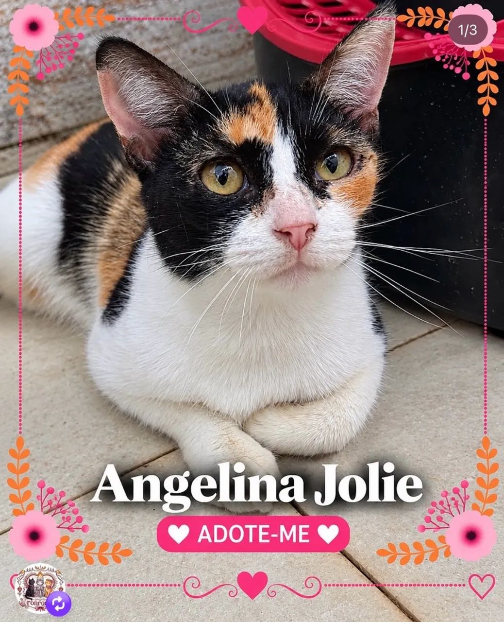 Gata para doação 