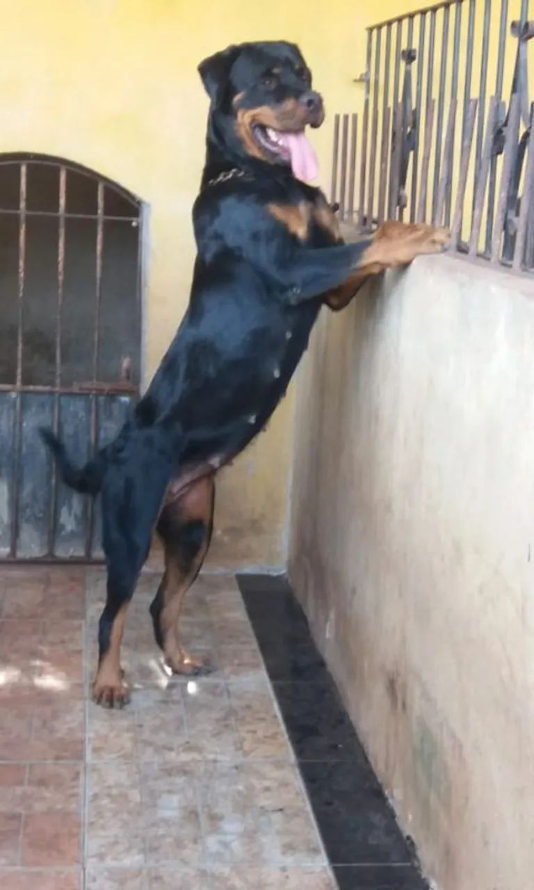 Rottweiler  - Foto 4