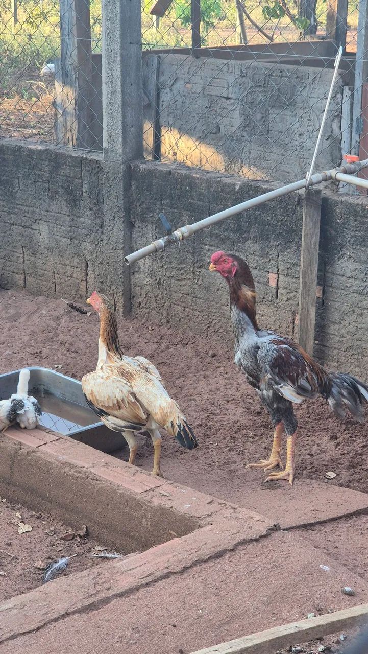 Frango índio puro - Foto 2