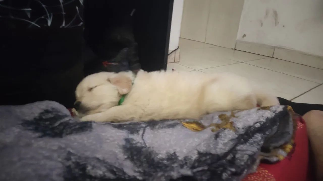 GOLDEN RETRIEVER - Foto 4