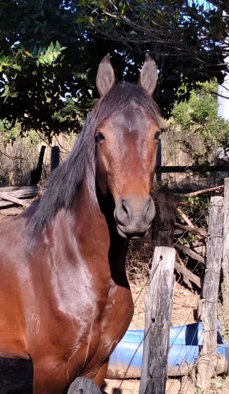 cavalo - Foto 3