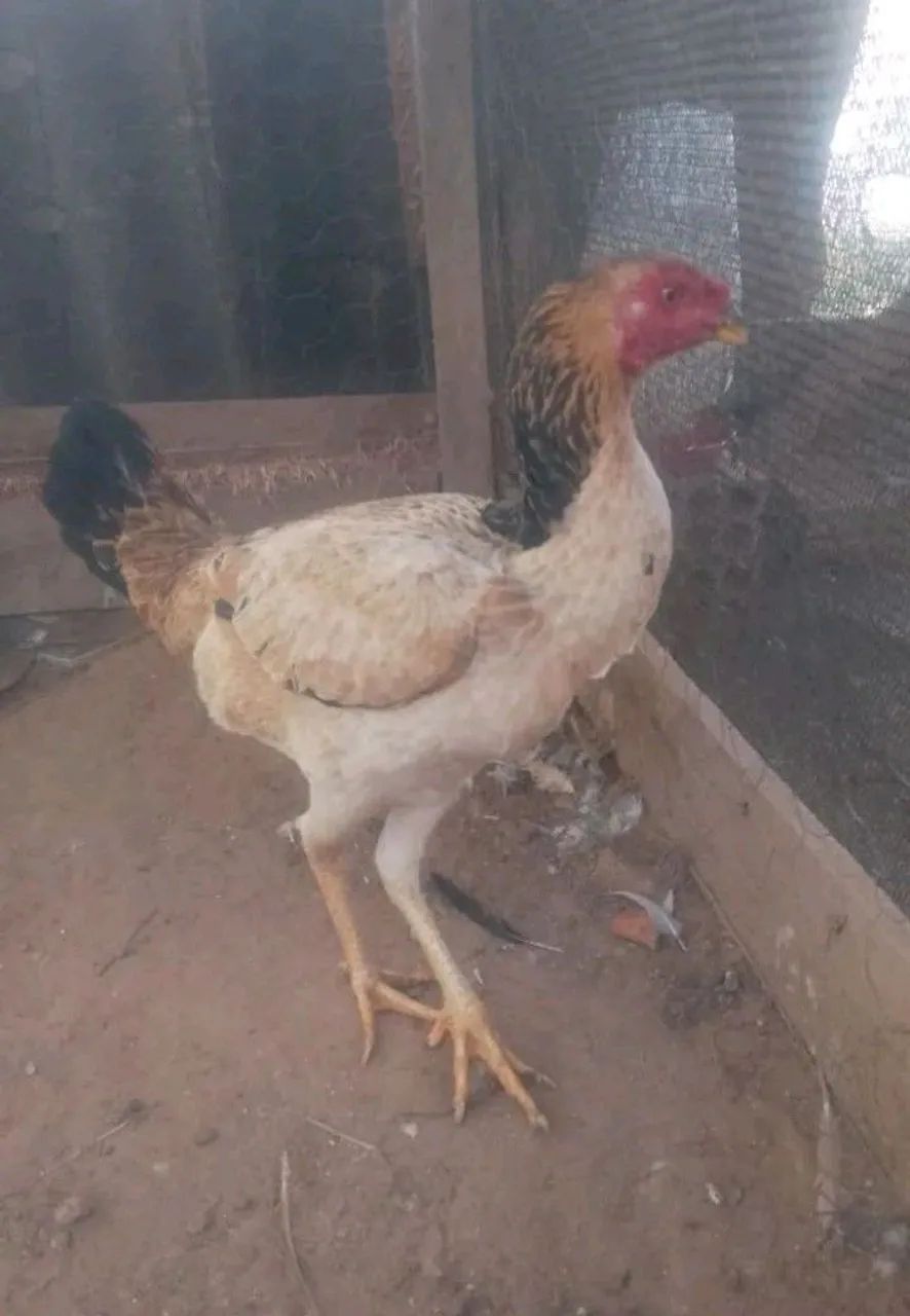 Galinha india