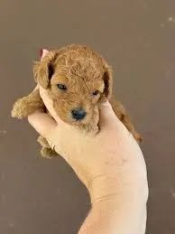 Poodle Toy