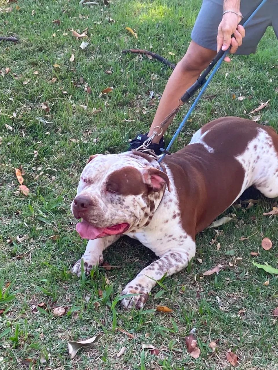 Vendo Pitmonster com 1 ano muito dócil  - Foto 3