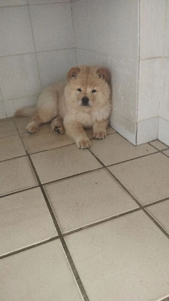 Fêmea de Chow Chow  - Foto 3