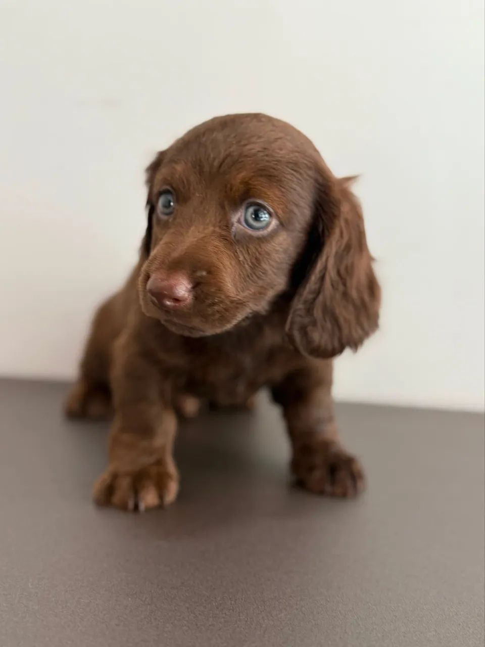 dachshund pelo longo  - Foto 4