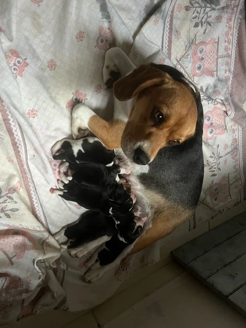 Beagle filhote - Foto 4
