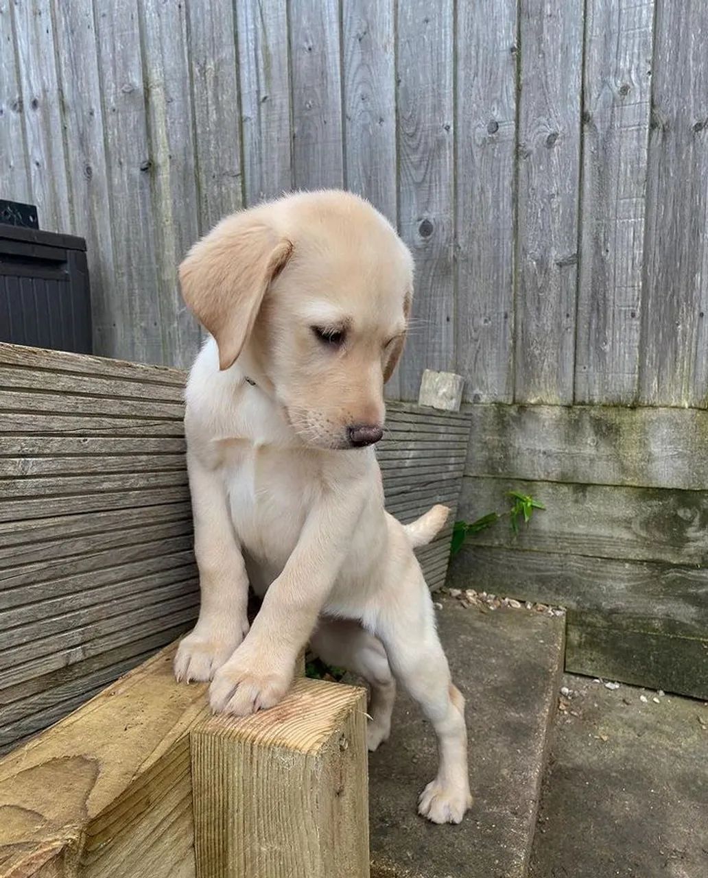 Labrador  - Foto 2