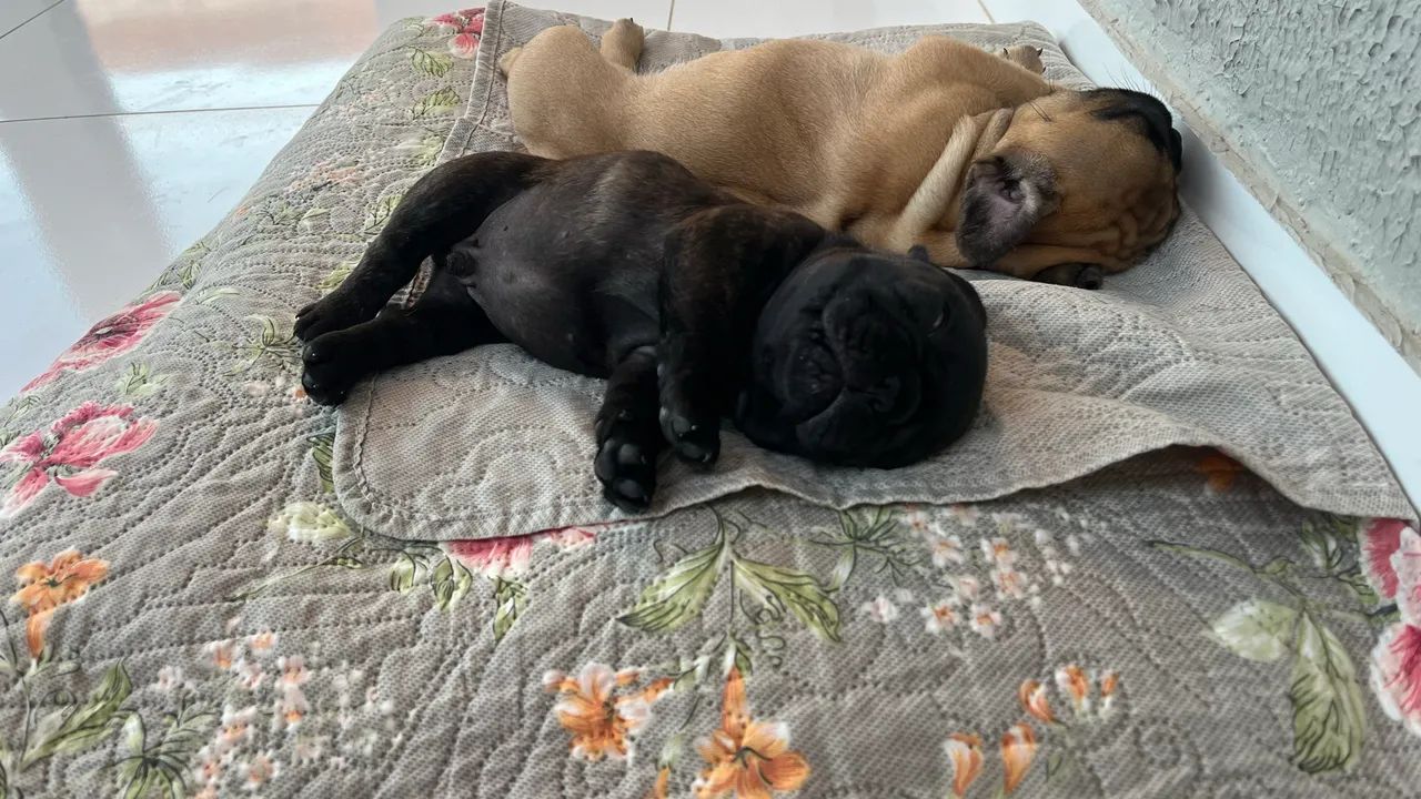 Venda de Buldogue francês  - Foto 2