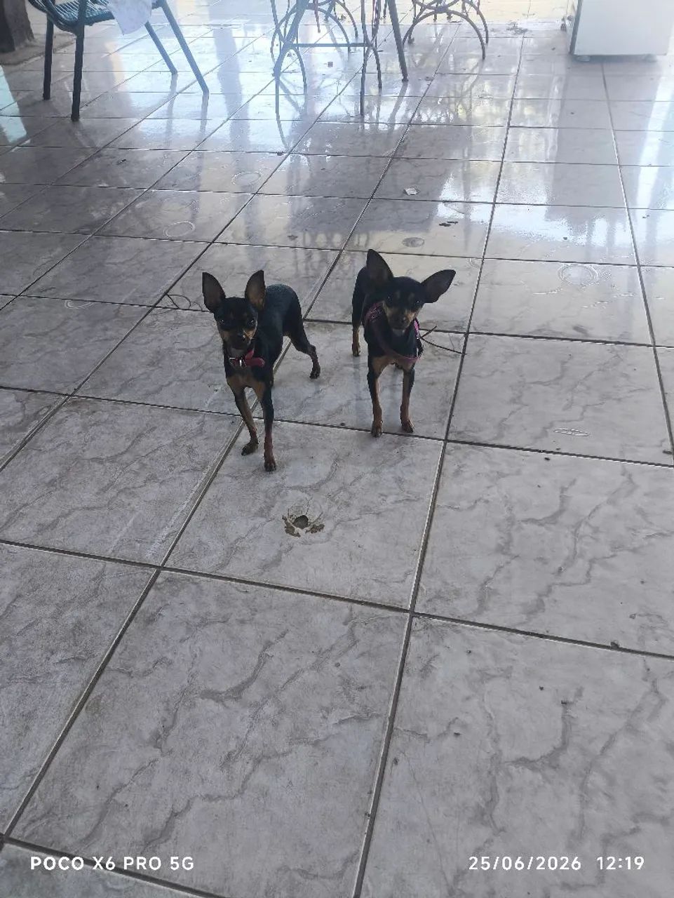 Pinscher 