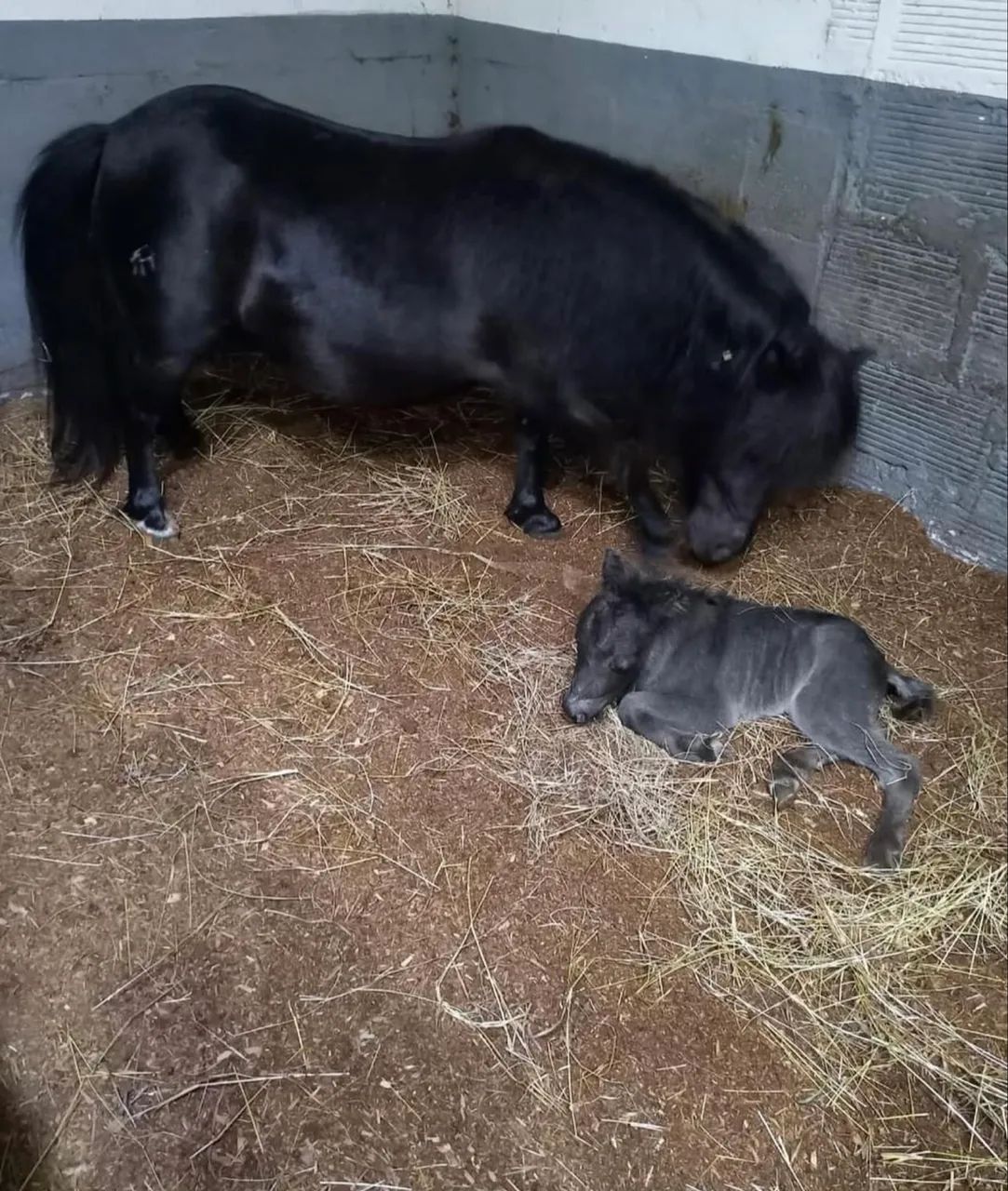 Mini pôneis e mini gado - Foto 4