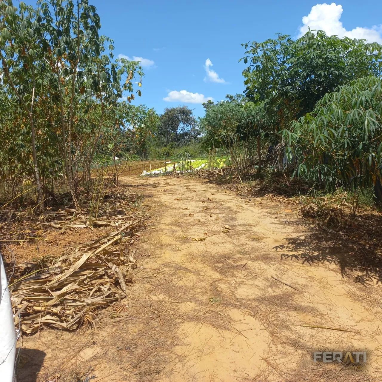 Venda Lote Caldas Novas - Foto 4