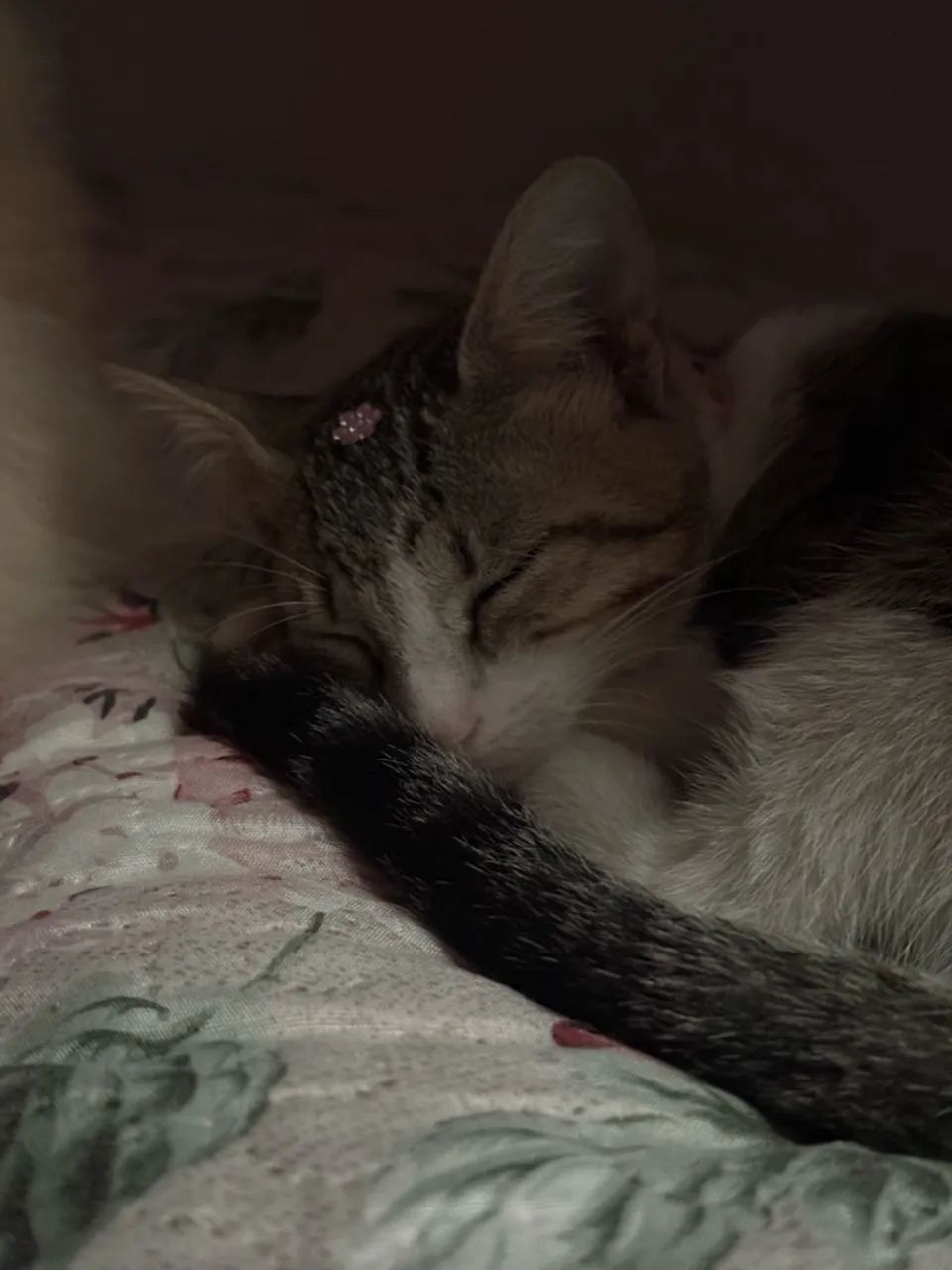 Gatos - Foto 3