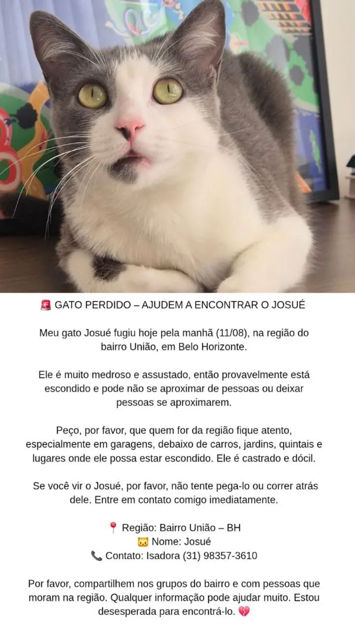 Gato perdido - Foto 4