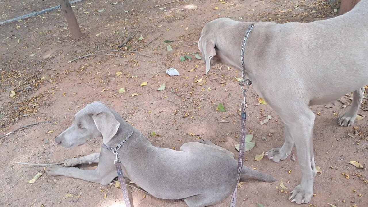 Weimaraner ? - Foto 3