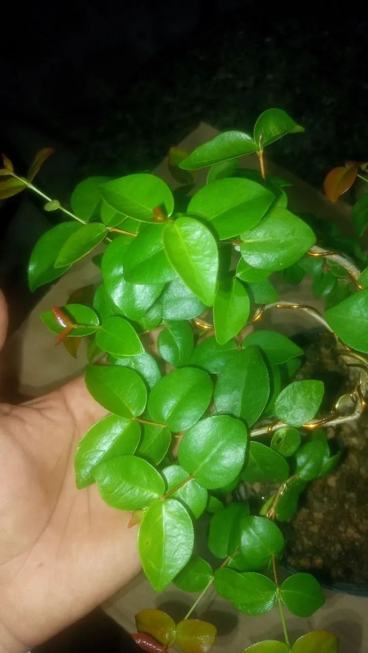 Pitanga fruta Pré-Bonsai - Foto 3