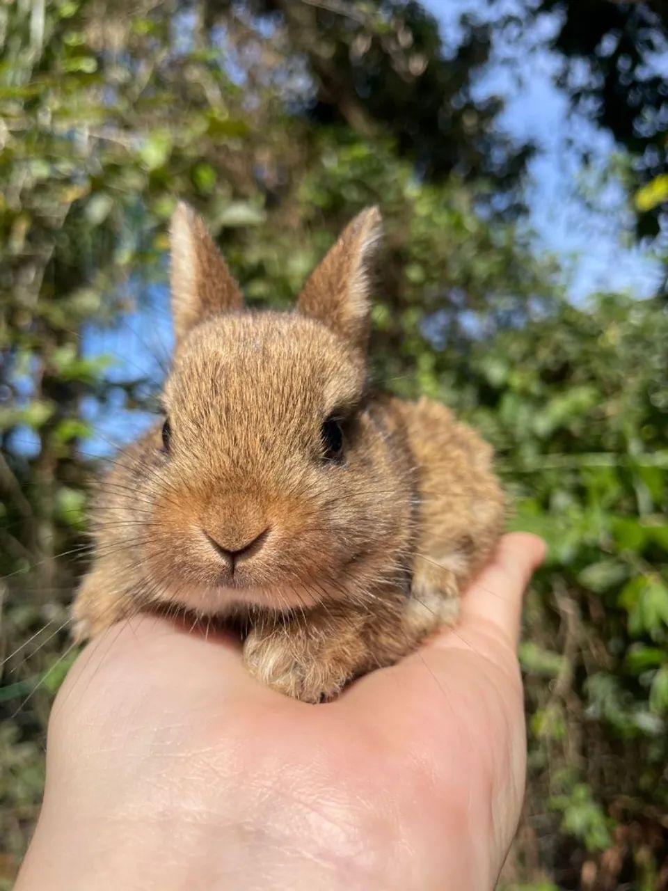 Mini coelhos e coelho anão  - Foto 4