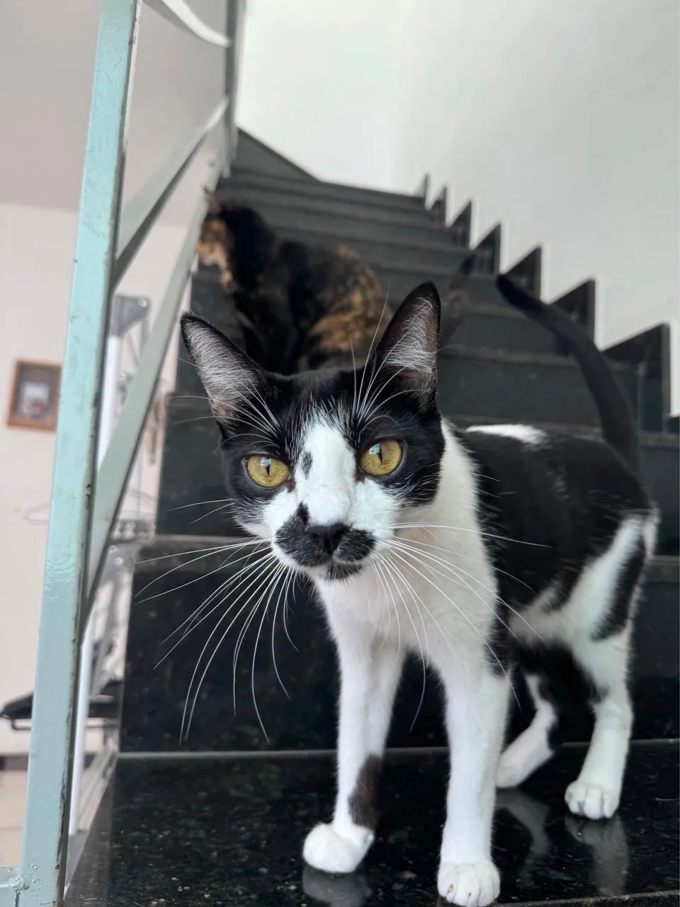 Doação de 2 Gatos - macho e fêmea  - Foto 5