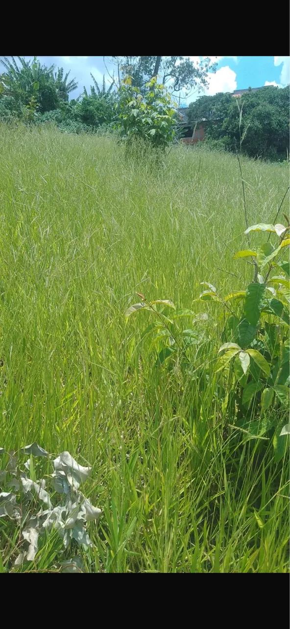 Foto - Francisco Morato - Jardim Santa Rosa